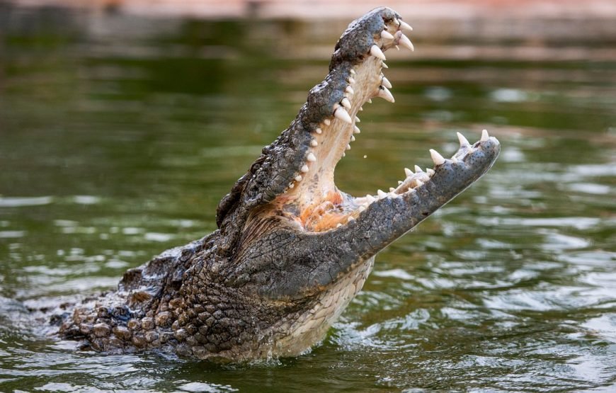 DUBAI CROCODILE PARK