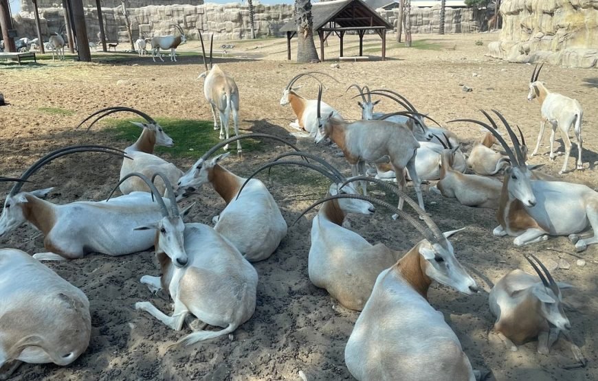 DUBAI SAFARI PARK DAY PASS