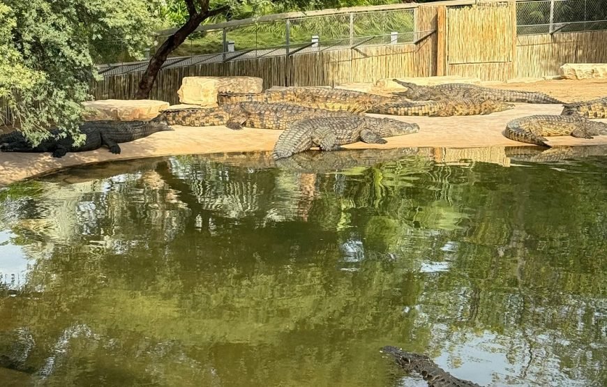 DUBAI CROCODILE PARK