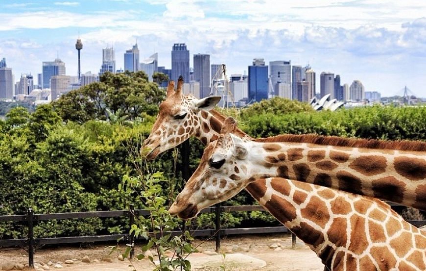 DUBAI SAFARI PARK DAY PASS