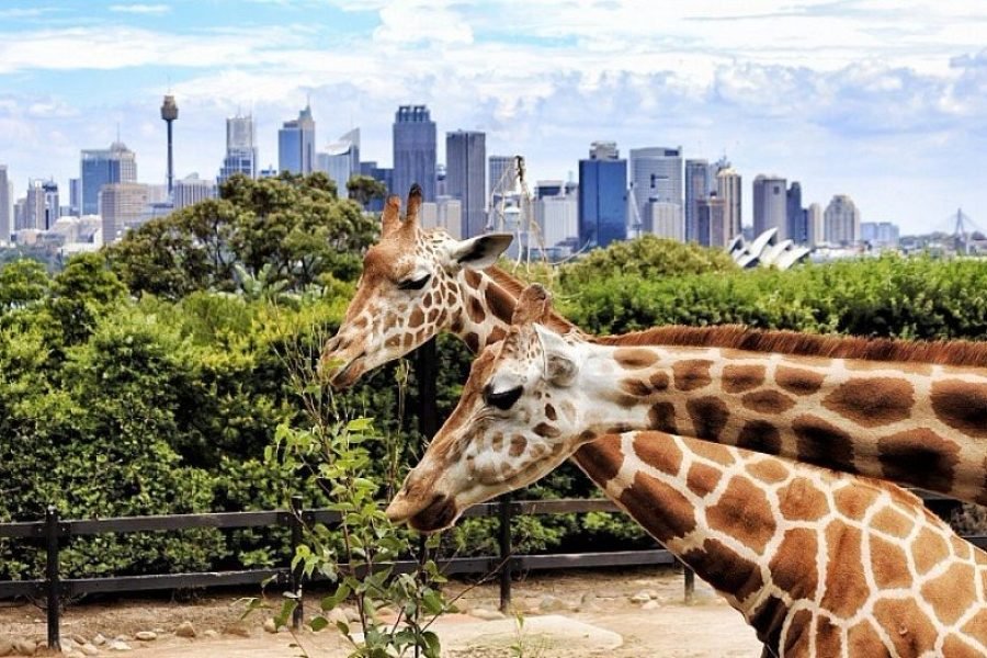 DUBAI SAFARI PARK JOURNEY