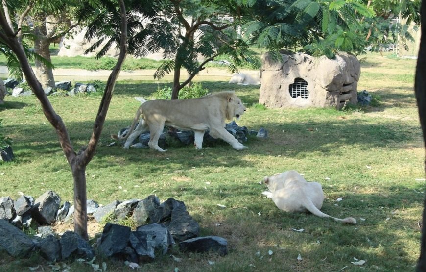 DUBAI SAFARI PARK DAY PASS